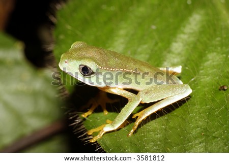 juvenile white lined monkey frog (Phyllomedusa vaillanti)