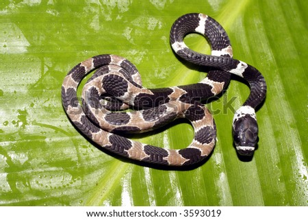 Ornate Snake