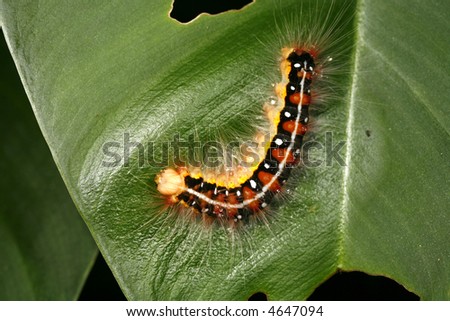 Rainforest Animals: Canopy