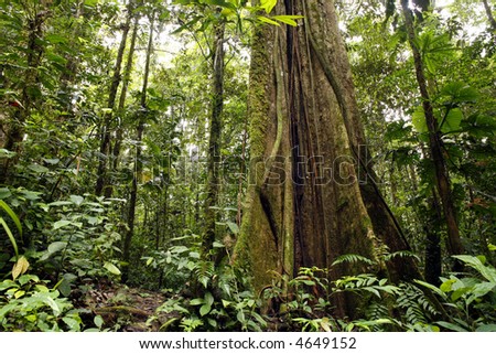 tree in Amazon rainforest