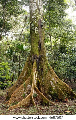 amazonian trees