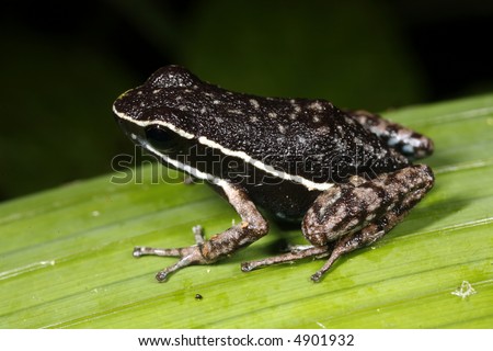 Pale striped Amazonian poison frog (Ameerega hahneli)