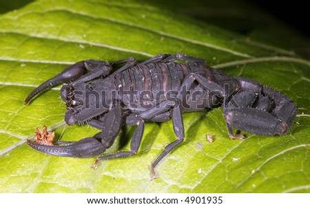Scorpion on a leaf