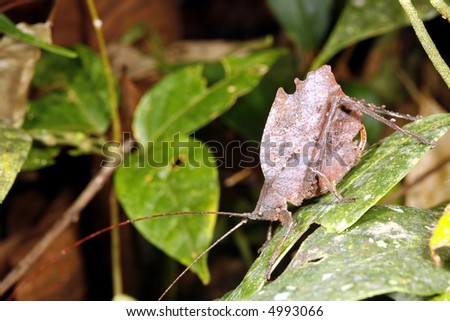 Leaf Mimic