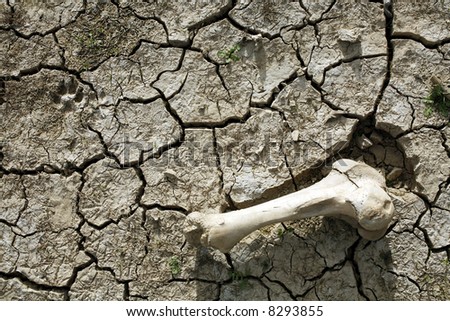 Bone in cracked dry mud