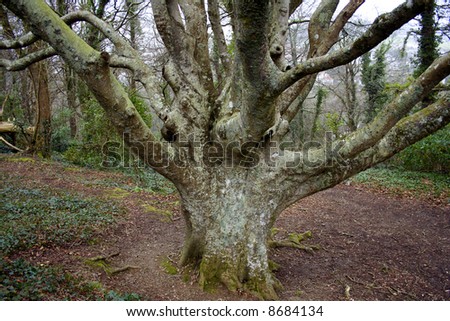 Old beech tree in Cornwall, UK