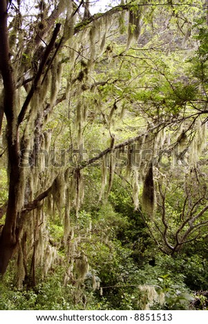 Interior of cloudforest with spanish moss Tillandsis usneoides