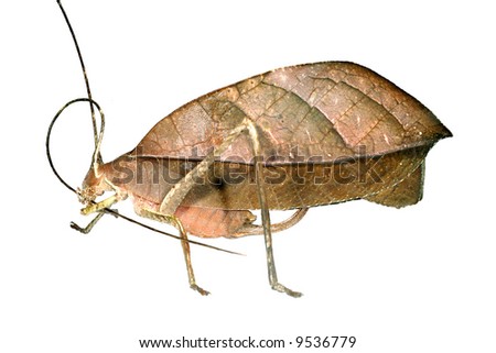 Leaf Mimic