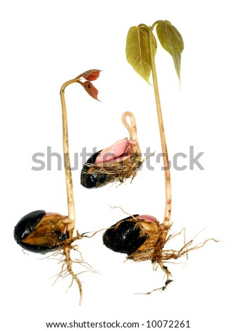 Germinating seeds of an Amazonian tree