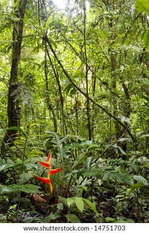 stock photo : Heliconia plant