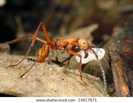 Army ant worker carrying a larva