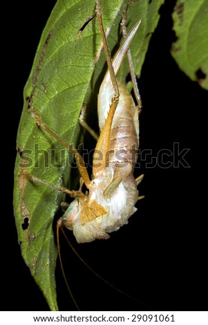 Tropical  bush cricket preparing to shed its skin in the Ecuadorian Amazon