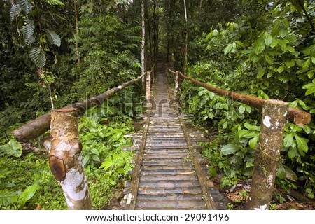 Ecuadorian Amazon Rainforest