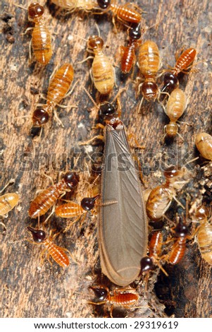 Winged reproductive male termite in a nest attended by workers and nasutes