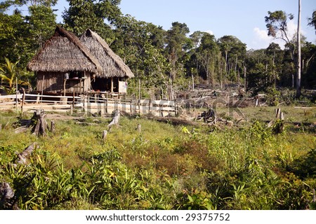stock photo : Colonist farm in former rainforest in the Peruvian Amazon