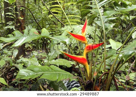 Facts  Flowering Plants on Heliconia Plant Flowering In The Amazon Rain Forest Stock Photo