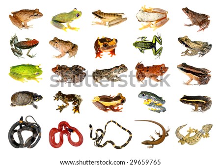 Groups Of Amphibians