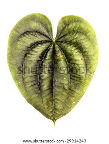 Heart shaped leaf vine