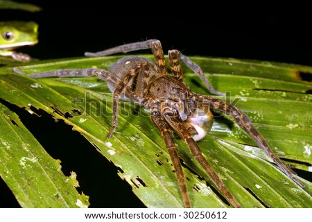 Tropical wolf spider feeds on a frog while a white-lined monkey frog (Phyllomedusa vaillantii) watches