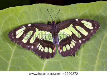 heliconid butterfly pictures