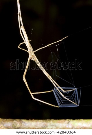 Ogre faced spider (Deinopus sp.) with web