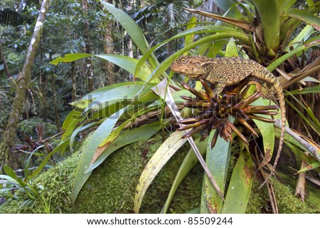 Amazon forest dragon (Enyalioides laticeps) resting on a bromeliad in the rainforest understory, Ecuador