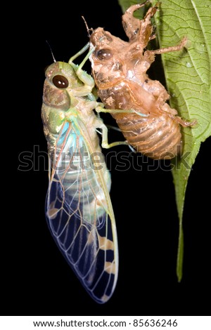 Cicada changing its skin in the rainforest understory at night