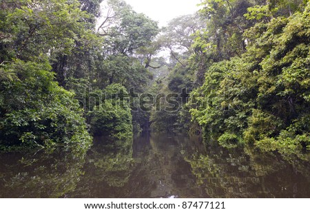 An oxbow lake (an old meander cut off from the main river) beside the rio Tiputini in the Ecuadorian Amazon