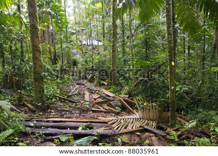 Debris left on the rainforest floor by timber traffickers who have cut a big tree and hauled out the planks