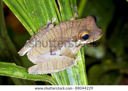 Changeable Bone-headed treefrog (Osteocephalus mutabor)