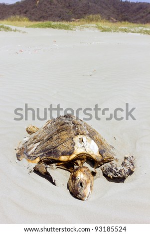 Dead loggerhead turtle on a beach on the Pacific coast of Ecuador.
