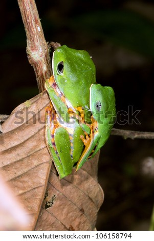 Barred monkey frog (Phyllomedusa tomopterna) Pair in amplexus in rainforest, Ecuador