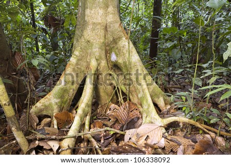 Tree trunk with stilt roots in the Ecuadorian Amazon