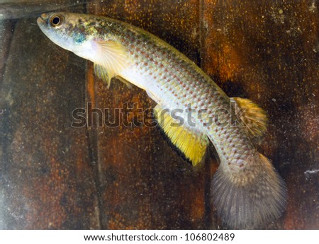 Amazonian killifish (Rivulus sp.). These fish can jump along the forest floor from one pool to the next