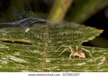 Spider waiting on a leaf for an insect to fall into its web. In the rainforest understory, Ecuador