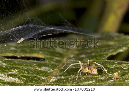 Spider waiting on a leaf for an insect to fall into its web. In the rainforest understory, Ecuador
