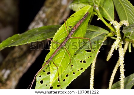 Stick insect on a leaf in the rainforest understory, Ecuador