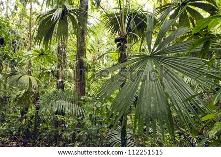 Interior of tropical rainforest in Yasuni National Park, Ecuador with palm tree in foreground
