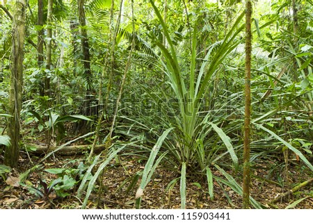 A large terrestrial bromeliad growing in rainforest in the Ecuadorian Amazon