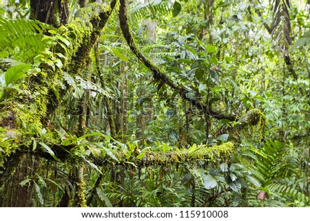 Epiphytes (ferns and moss) growing on branches in the rainforest interior, Ecuador