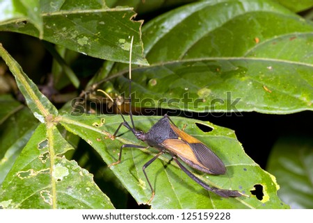 Leaf footed bug (Hemiptera) on a rainforest tree in Ecuador