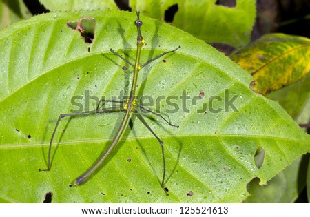 Stick grasshopper (Proscopiidae) on a leaf in the rainforest, Ecuador