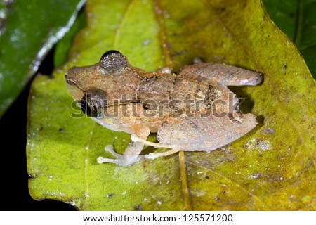 Rain Frog (Pristimantis ockendeni) a small frog common in the rainforest understory, Ecuador