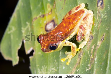 Red-skirted Treefrog (Dendropsophus rhodopeplus) on a leaf beside a rainforest pool in Ecuador