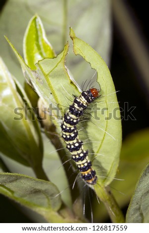 Lepidopteran caterpillar eating a leaf in the rainforest, Ecuador