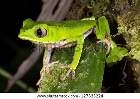 White-lined Monkey Frog (Phyllomedusa vaillanti) Male in calling position on a leaf at night in tropical rainforest, Ecuador