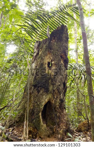 Spooky looking decomposing tree stump in rainforest, Ecuador, with holes resembling eyes and mouth.