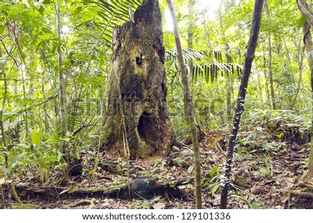 Spooky looking decomposing tree stump in rainforest, Ecuador, with holes resembling eyes and mouth.