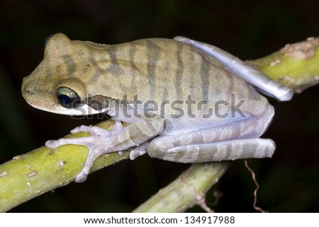 Changeable Bone-headed treefrog (Osteocephalus mutabor), Ecuador