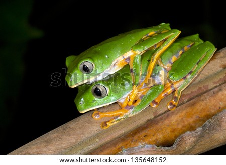 Barred Monkey Frog (Phyllomedusa tomopterna) pair in amplexus in the rainforest, Ecuador